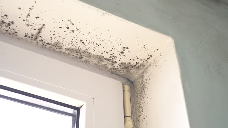 Mold Odor Removal Services in Bloomer, WI